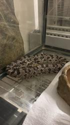 כרכן תירס נקבה אנרי הט