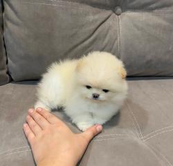 גורים פומרניין דובי מיוחדים מאוד