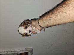 כלבים קינג צ'ארלס מכירה