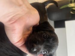 גור פודל מעורב פינצ׳ר מחפש