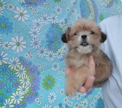 לאימוץ כלבים מקסימים יפים, חכמים