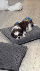 שיצו זכר חמוד למכירה בן