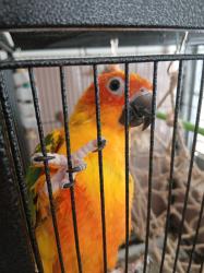 האכלת יד ,תוכי צבעוני, חכם