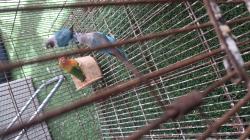 תוכי האבה פישרים בכחול וירוק