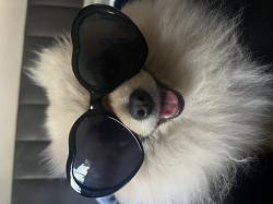 לאקיי שלנו הכלב הכי מושלם