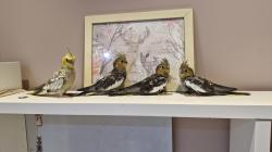 למכירה 3 גוזלי קוקטייל 350 לאחד