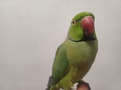 תוכי דררה לא נושך האכלת יד עם כתר בצוואר