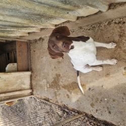 גורי פוינטר גזעיים יפים מאודכלב