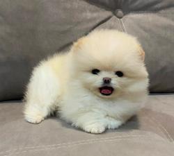 גורים פומרניין דובי מיוחדים מאוד