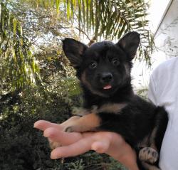 רועה בלגית, הכי טובה בעולם,