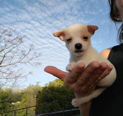 ציוואווה, ראש תפוח, ננסית, יפייפיה,