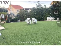 כלבי מלטז בירושלים מהממים ונדירים