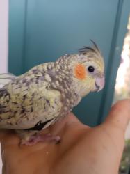 קוקוטייל צעיר ומוחתם חמוד להפליא