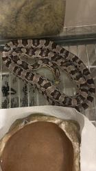 כרכן תירס נקבה אנרי הט