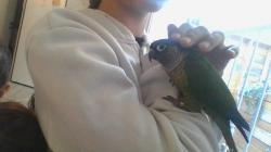 גרינשיק נקבה מתוקה ממש, האכלת