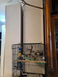 שני קוקטלים חמודים האכלת יד