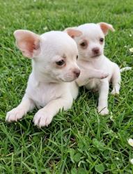 גורי ציוואווה ננסיים קטנים קומפקטים