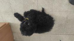 פודל ענק קינג רויאל חמודה