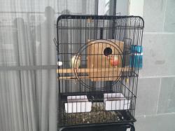 זוג תוכים יפים לפרטים חיגו 05