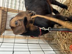 עז חמודה, בת חודשיים