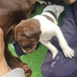 גורי פוינטר גזעיים יפים מאודכלב