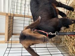 עז חמודה, בת חודשיים