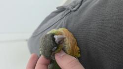 גוזל קוניור גרינצ'יק ילו סייד