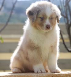 גורי רועה אוסטרלי מתועדים להורים