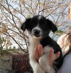 בורדר קולית גיזעית הכי יפה