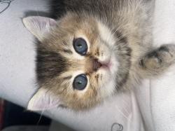 גורי חתולים גזעים מתוקים למכירה