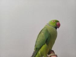 תוכי דררה לא נושך האכלת יד עם כתר בצוואר