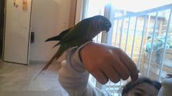 גרינשיק נקבה מתוקה ממש, האכלת