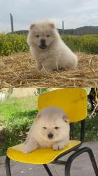 גורי צאו מהממים לאחר