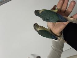 גרינציקים האכלות יד מתוקים