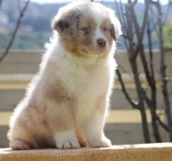 גורי רועה אוסטרלי מתועדים להורים