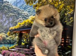 נולדו ב28/12 נקבות 1 זכר(לבן)עוד בפרטי