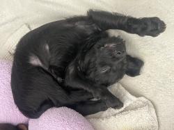 גורה פודל פינצ׳ר קטנה וחכמה