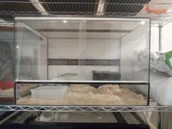 למכירה טרריום 70*50*45