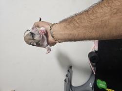 כלבים צ'יוואווה מכירה