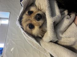 לאקיי שלנו הכלב הכי מושלם