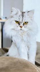 חתול שרגיל לדירה ילדים ובעלי חיים מסורס