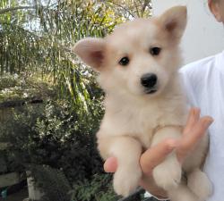 האסקי סיבירי, נקבה, יפייפה, גיזעית