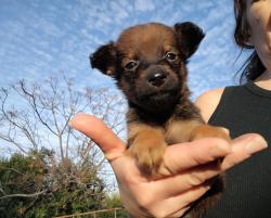 שועלי ננסי, מאמי של גורים,