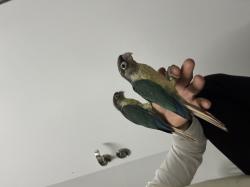 גרינציקים האכלות יד מתוקים