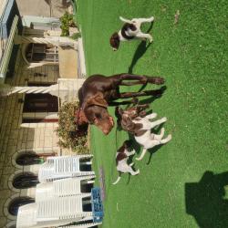 גורי פוינטר גזעיים יפים מאודכלב