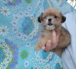 לאימוץ כלבים מקסימים יפים, חכמים