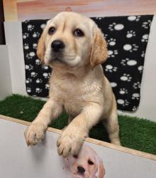 קשה שלא להתאהב