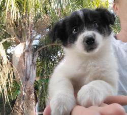 בורדר קולית גיזעית הכי יפה