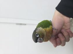 גוזל קוניור גרינצ'יק ילו סייד,האכלת