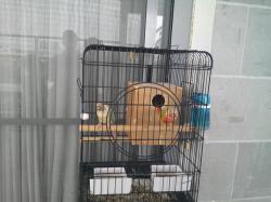 זוג תוכים יפים לפרטים חיגו 05